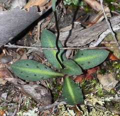 Disa bifida