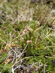 Pterostylis tanypoda