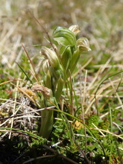Pterostylis tanypoda