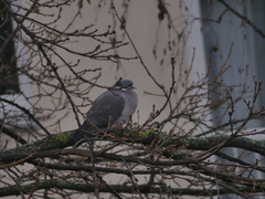 Columba palumbus
