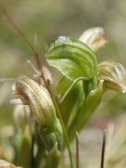 Pterostylis tanypoda