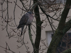 Columba palumbus