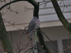 Columba palumbus
