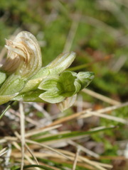 Pterostylis tanypoda