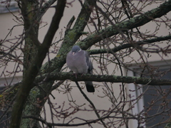 Columba palumbus