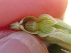 Pterostylis tanypoda