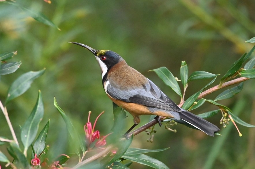 Eastern Spinebill photo
