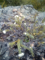 Veronica amplexicaulis