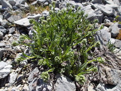 Myosotis traversii traversii