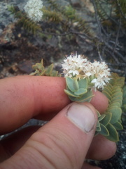 Veronica amplexicaulis