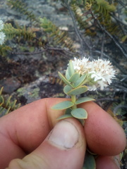 Veronica amplexicaulis