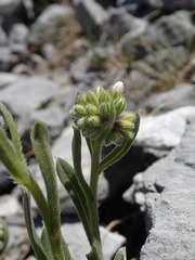 Myosotis traversii traversii