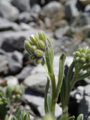 Myosotis traversii traversii
