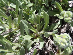 Myosotis traversii traversii