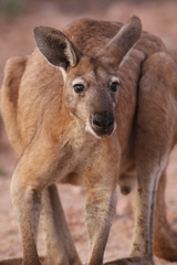 Osphranter robustus erubescens