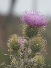 Cirsium rhaphilepis