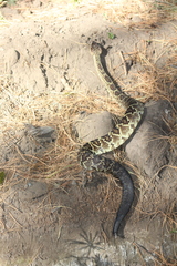 Crotalus molossus nigrescens