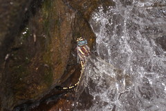 Notoaeschna sagittata