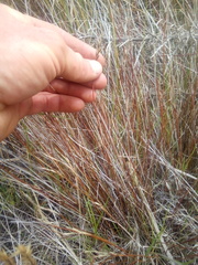 Schoenus pauciflorus
