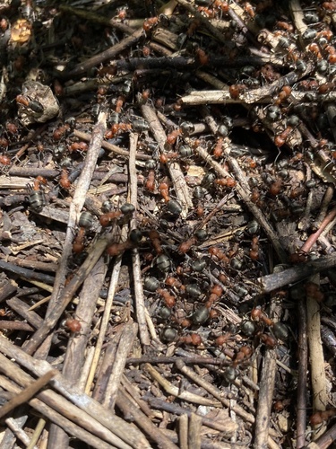 iNaturalist observation photo of Western Thatching Ant