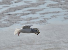 Larus argentatus vegae