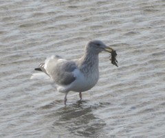 Larus argentatus vegae