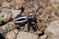 Dorcadion nitidum