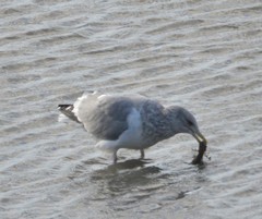 Larus argentatus vegae