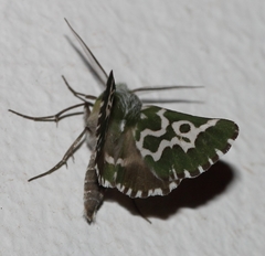 Drepanogynis bifasciata