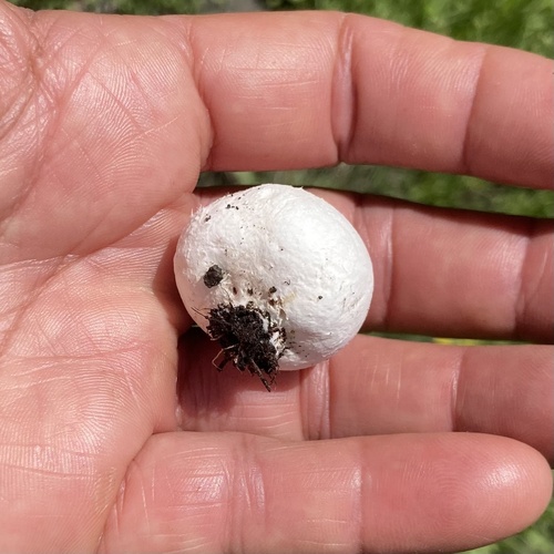 iNaturalist observation photo of puffballs