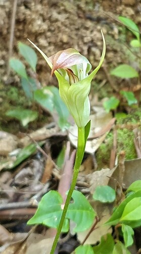Pterostylis baptistii Fitzg.