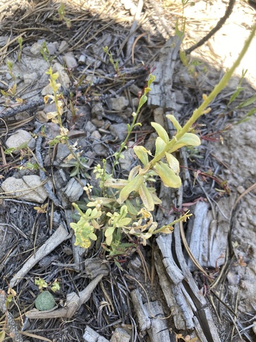 iNaturalist observation photo of Mustard Flower Rust