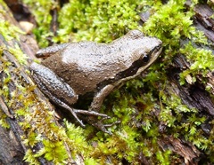 Pseudacris triseriata
