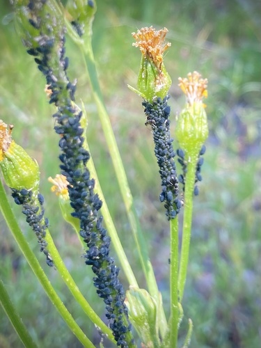 iNaturalist observation photo of Aphids