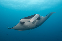 Mobula birostris