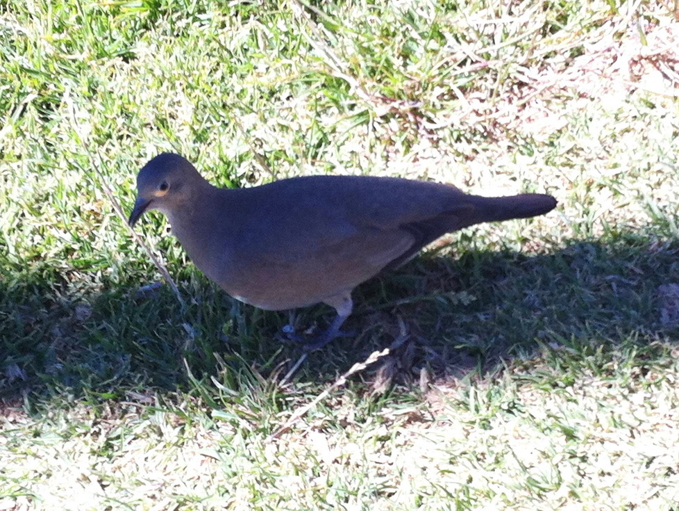 Black-winged Ground Dove