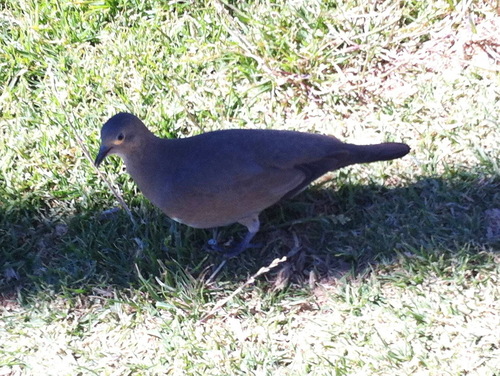 Black-winged Ground Dove