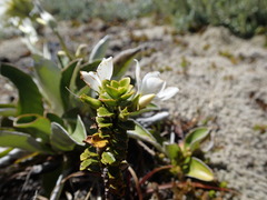 Veronica macrantha