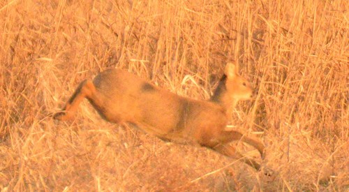 Water Deer