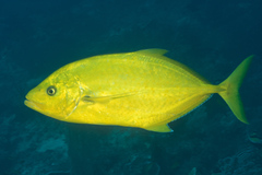 Flavocaranx bajad