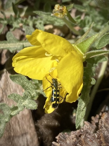 iNaturalist observation photo of Ornate Checkered Beetle