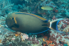 Acanthurus bariene
