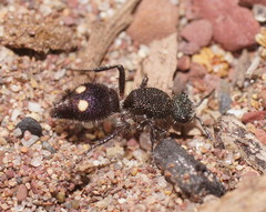 Ephutomorpha bicolorata