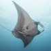 Manta Ray - Photo (c) Mark Rosenstein, some rights reserved (CC BY-NC-SA), uploaded by Mark Rosenstein
