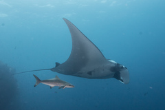 Rachycentron canadum