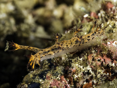 Cabangus regius