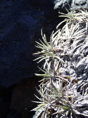 Celmisia laricifolia