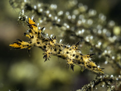 Cabangus regius