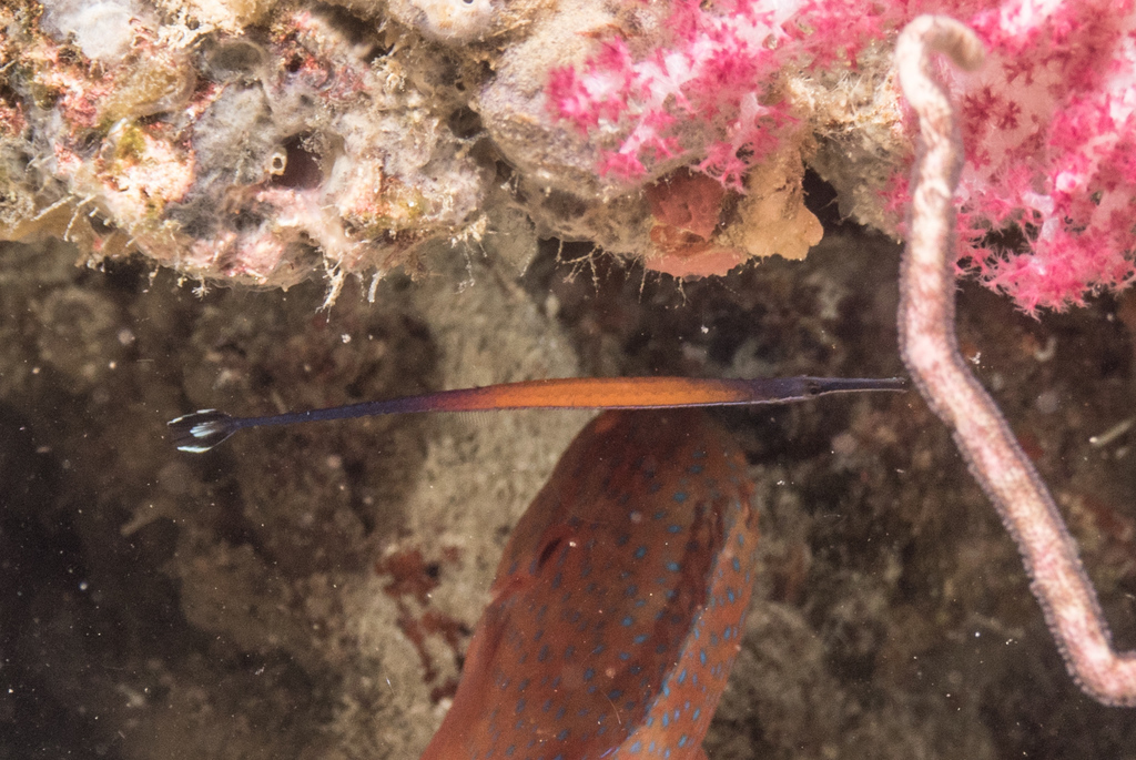 Cleaner pipefish (Doryrhamphus janssi) — Syngnathidae