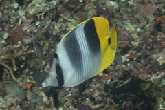 Chaetodon ulietensis